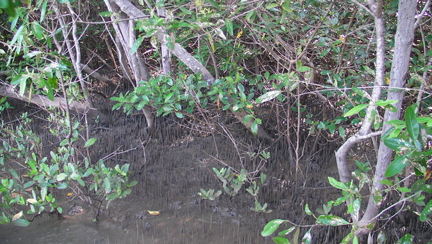 Другой вид мангр - черные мангры