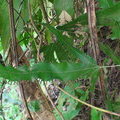 Лист папоротника (  Lygodium - лазящий папоротник) 