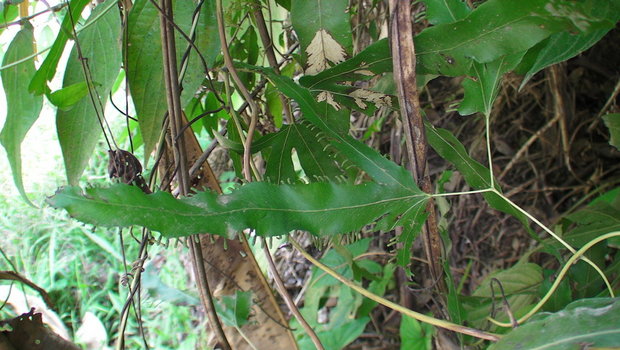 Лист папоротника (  Lygodium - лазящий папоротник) 