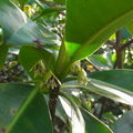 Цветы мангрового растения (Rhizophora mangle / Red Mangrove)