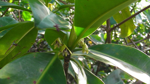 Цветы мангрового растения (Rhizophora mangle / Red Mangrove)