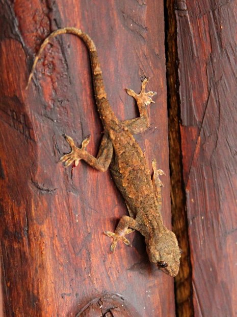 Геккон из Самбуру (Hemidactylus mabouia)