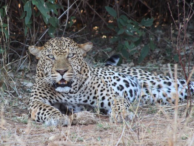 Леопард (Leopard / Panthera pardus)