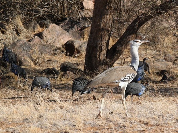 Птицы в Национальном парке Самбуру