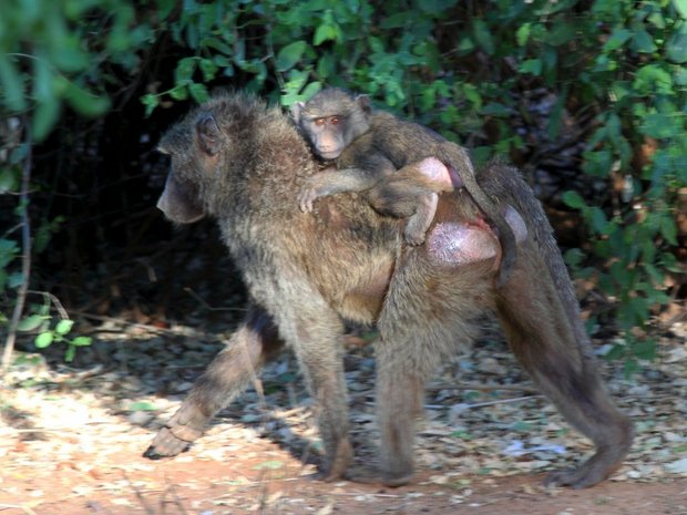 Самка бабуина с детенышем