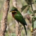 Щурка (Cinnamon-chested Bee-eater / Merops oreobates) 