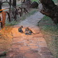 Верветки в Samburu Game Lodge