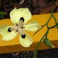 Диетес двуцветный (Dietes bicolor / Moraea bicolor)