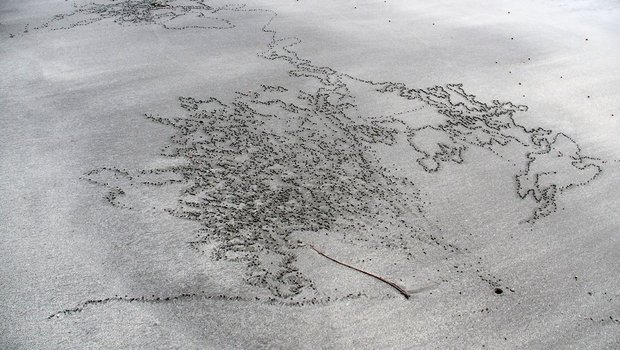 Крабьи узоры на песке (Sand bubbler crabs / sand-bubblers)