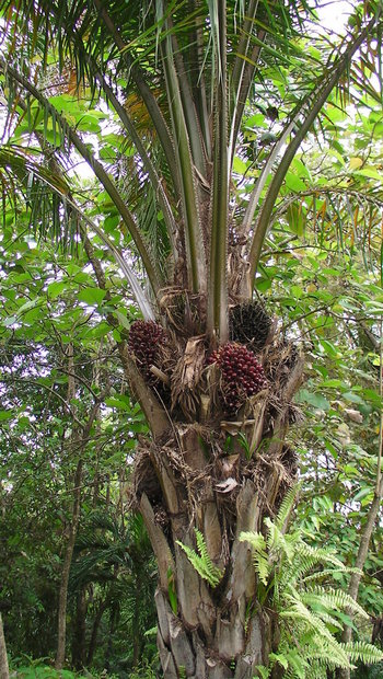Масляничная пальма