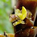 Муравей-листорез на имбире