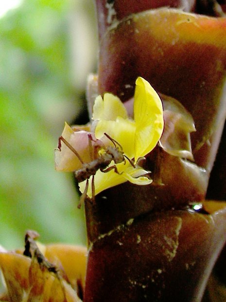 Муравей-листорез на имбире