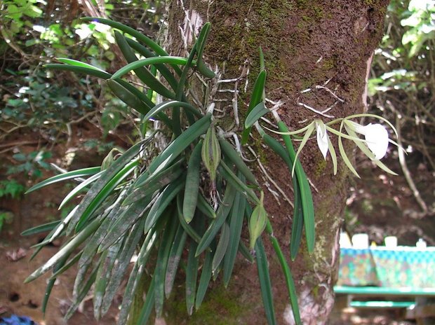 Орхидеи в Коста Рике (Брассавола узловатая / Brassavola nodosa)  
