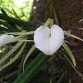 Орхидея Брассавола узловатая (Brassavola nodosa) на стволе дерева 