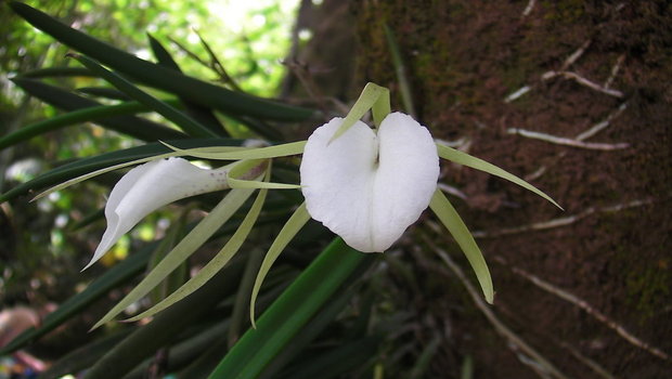 Орхидея Брассавола узловатая (Brassavola nodosa) на стволе дерева 