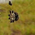 Шипастый паук кругопряд или «рогатый паук» (Gasteracantha cancriformis / Spiny orb-weaver spider / Horned Spider)
