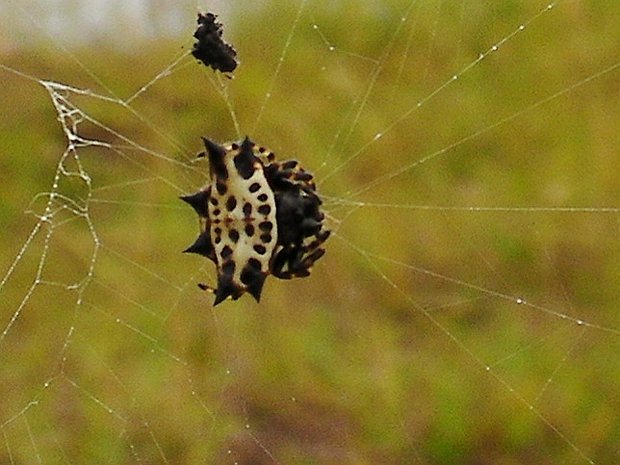 Шипастый паук кругопряд или «рогатый паук» (Gasteracantha cancriformis / Spiny orb-weaver spider / Horned Spider)