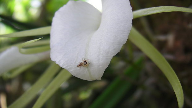 Паучок на орхидее