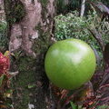 Плод горлянкового дерева