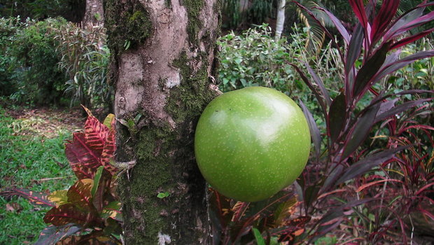 Плод горлянкового дерева