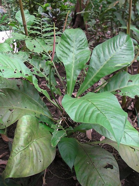 Растение Anthurium sp.