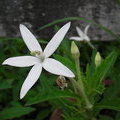 Hippobroma longiflora (Вифлеемская звезда)