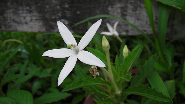 Hippobroma longiflora (Вифлеемская звезда)