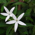 Цветочки Hippobroma longiflora (Вифлеемская звезда)