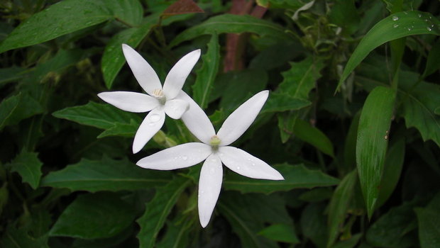 Цветочки Hippobroma longiflora (Вифлеемская звезда)