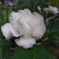 Цветок гардении (Gardenia)
