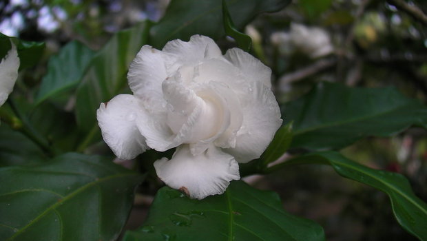 Цветок гардении (Gardenia)