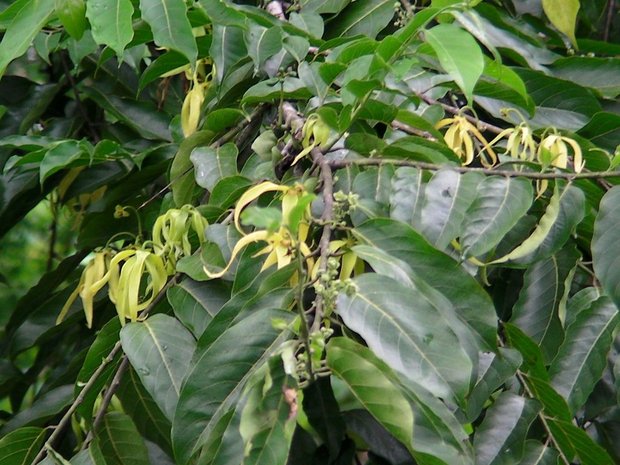 Цветущее дерево Иланг-иланг (Cananga odorata)