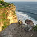 Балийская обезьянка