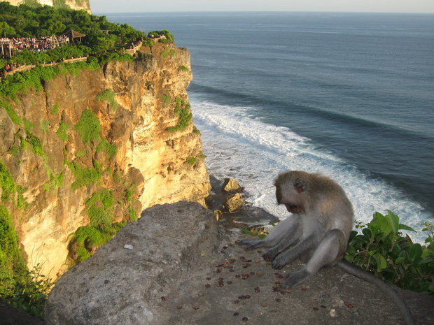 Балийская обезьянка