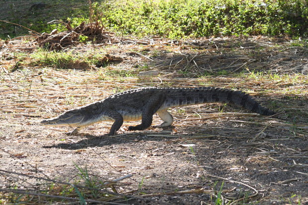 Бегущий крокодил