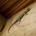 Карликовый желтоголовый геккон (Yellow-headed Dwarf Gecko / Dwarf Yellow-headed Gecko / Lygodactylus luteopicturatus)