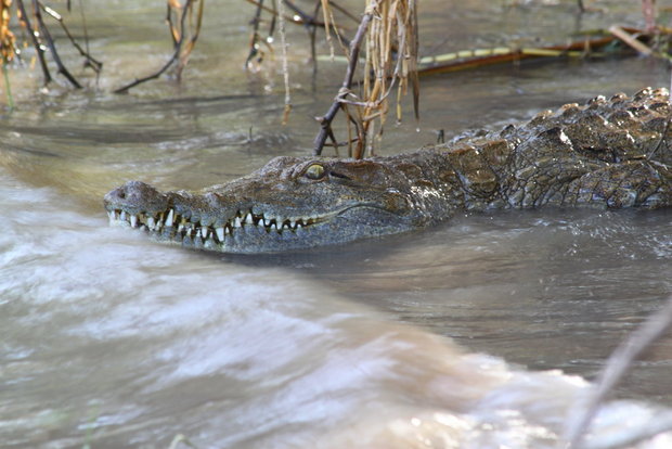 Улыбка голодного крокодила