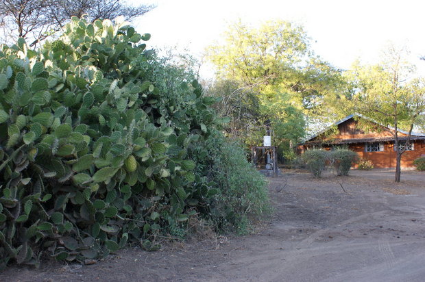 Забор из кактусов