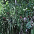Экзотические растения. Бромелиевые Aechmea magdalenae на берегу лесного ручья