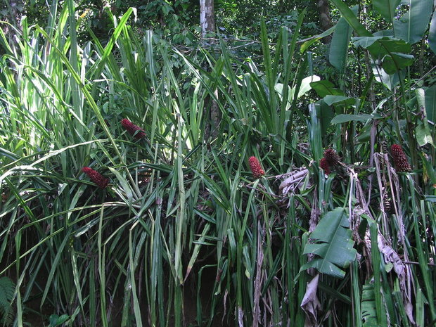 Экзотические растения. Бромелиевые Aechmea magdalenae на берегу лесного ручья