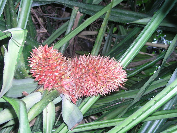 Экзотическое растение Aechmea magdalenae