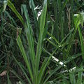 Растение Aechmea magdalenae