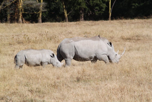 Белый носорог с детенышем