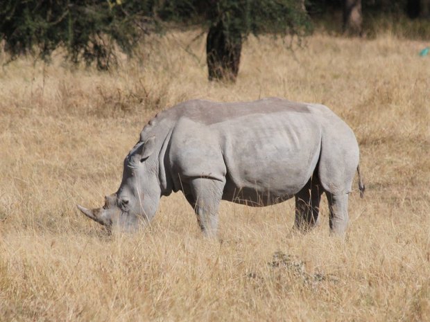 Белый носорог в Национальном парке Накуру