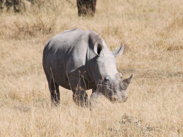 Детеныш белого носорога