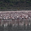 Розовые фламинго на озере Богория в Кении