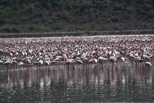 Розовые фламинго на озере Богория в Кении