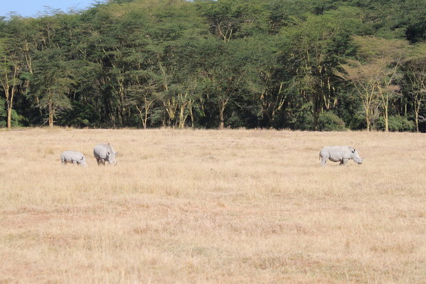 Семейство белых носорогов