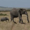 Слониха со слоненком
