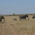 Слоны идут
